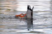 woerd (Anas platyrhynchos) 11-2017 8016)